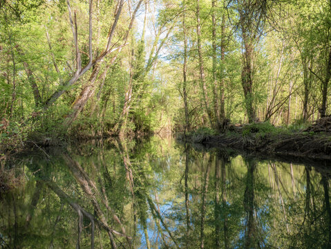 A stretch of river where the water fully reflects the silhouettes of the tall, leafy trees on both banks, also showing the repercussions of floods and overflows