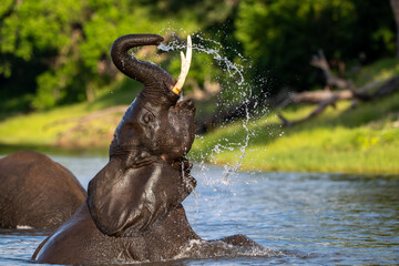 Obraz premium African elephant playing in the Chobe River in Chobe National Park