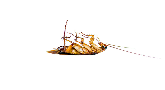 Cockroach lay dead transparent background