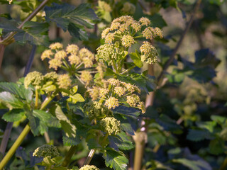Obraz premium Alexanders plant blooming with yellow flowers outdoors