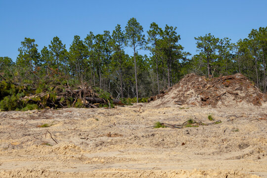 Native forest habitat destroyed for new housing construction in north central Florida