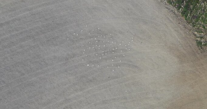 Larderello, Italy - 15 April 2026: Aerial view of a flock of white birds resting on the gravel ground near the Enel Green Power geothermal plant in Tuscany.