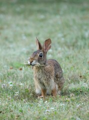 Obraz premium Cottontail rabbit in the grass.