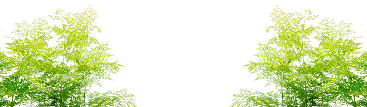 Fresh green moringa leaves isolated on white background. Tropical medicinal plant widely known as a superfood ingredient, suitable for herbal, nutrition, and natural health concepts.