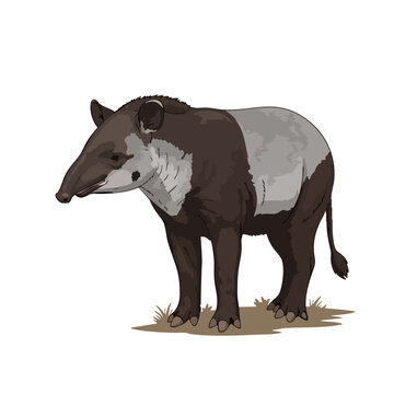 Malayan tapir flat vector