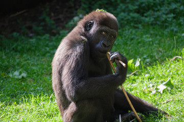Naklejka premium Young gorilla sitting on grass holding a stick