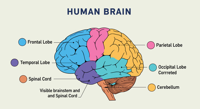Detailed illustration of a human brain showcasing its various lobes and spinal cord