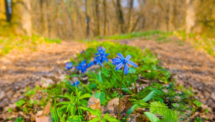 closeup heap of wild blue snowdrop flowers on spring forest glade © Yuriy Kulik