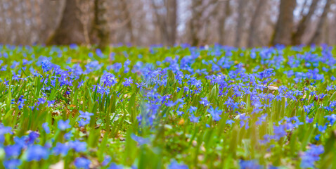 closeup spring forest glade covered by a flowerd © Yuriy Kulik