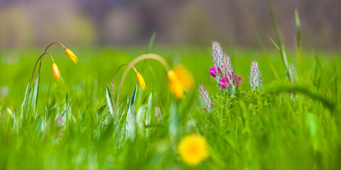 closeup spring forest glade covered by a flowerd © Yuriy Kulik