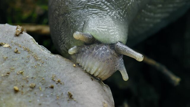 Ash-Black Slug (Limax cinereoniger) eating a mushroom on the forest floor