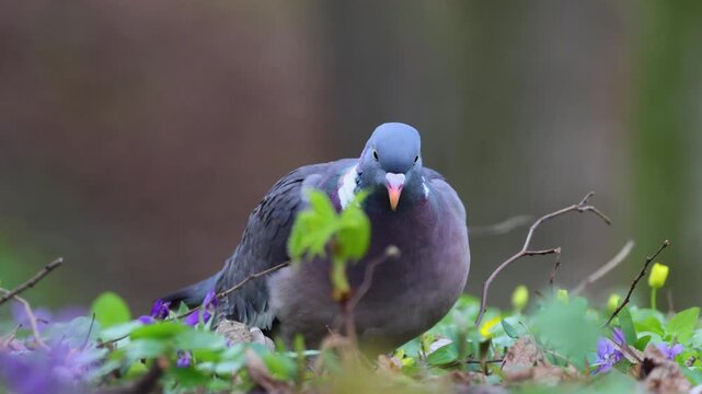 Common wood pigeon (Columba palumbus) walking. Spring wildflowers, yellow and purple blooms, green grass, sunny day, wildlife in the city, bird foraging, sharp focus, nature.