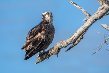 Fototapeta premium osprey