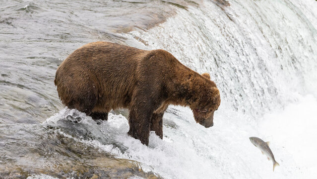 Alaskan brown kodiak brown grizzly bear [ursus arctos] fishing hunting at Brooks Falls in Katmai National Park Alaska United States