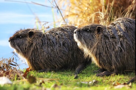 Pair of nutria looking in same direction.