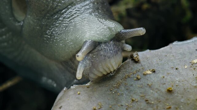 Ash-Black Slug (Limax cinereoniger) eating a mushroom on the forest floor