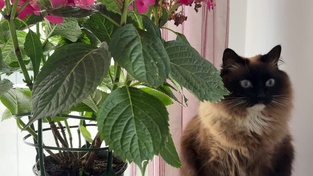 Cute Birman cat with blue eyes sits beside pink hydrangea houseplant on windowsill. Fluffy long-haired seal-point cat rests near blooming indoor flowers in cozy home setting with striped curtains. 