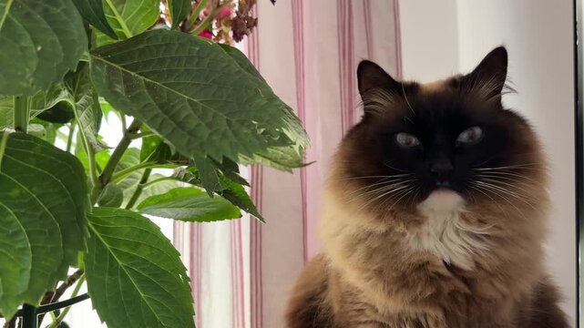 Sleepy Birman cat with half-closed blue eyes sits peacefully next to a potted hydrangea. Long-haired seal-point cat slowly blinks showing trust and relaxation in cozy home interior with pink curtains.