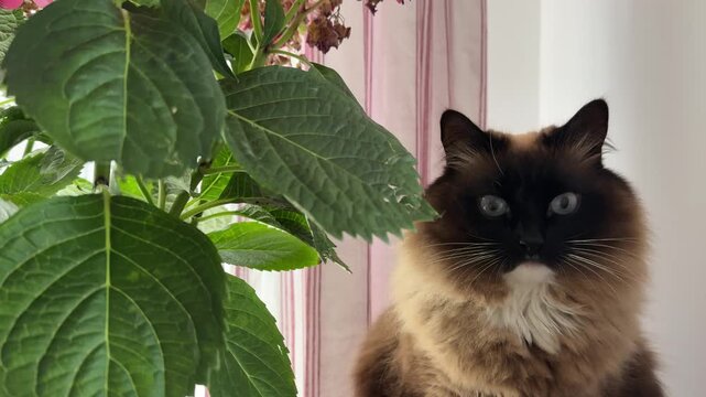 Majestic Birman cat with striking blue eyes stares at camera next to hydrangea houseplant. Fluffy long-haired seal-point cat in bright home interior. Natural window light, pink striped curtains.