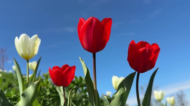 Tulips red and white flowers against sky.