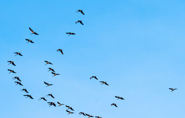 Fototapeta premium Flock of cranes