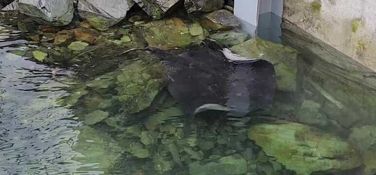 Clear Shallow Harbour Water with Stingray, Rocks and Dockside Retaining Wall. A waterfront detail view near Blenheim, New Zealand, showing a stingray gliding through clear shallow harbour water. 