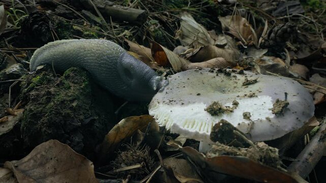 Ash-Black Slug (Limax cinereoniger) eating a mushroom on the forest floor