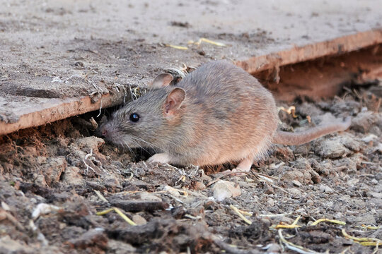 Brown rat (Rattus norvegicus)