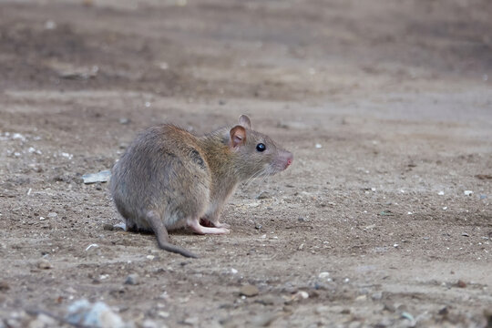 Brown rat (Rattus norvegicus)