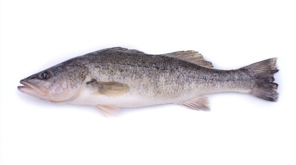 Fototapeta premium seabass. Single fresh sea bass fish isolated, food photography on white background. menu design, packaging mockups, designed for culinary blogs and recipe cards for restaurants. 
