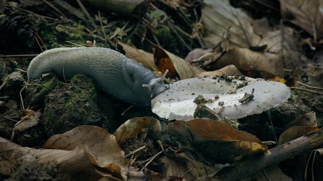 Ash-Black Slug (Limax cinereoniger) eating a mushroom on the forest floor