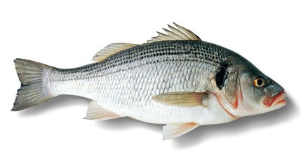 Obraz premium seabass. Single fresh sea bass fish isolated, food photography on white background. menu design, packaging mockups, designed for culinary blogs and recipe cards for restaurants. 