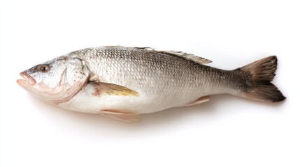 Fototapeta premium seabass. Single fresh sea bass fish isolated, food photography on white background. menu design, packaging mockups, designed for culinary blogs and recipe cards for restaurants. 