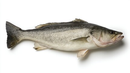 Naklejka premium seabass. Single fresh sea bass fish isolated, food photography on white background. menu design, packaging mockups, designed for culinary blogs and recipe cards for restaurants. 