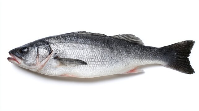 seabass. Single fresh sea bass fish isolated, food photography on white background. menu design, packaging mockups, designed for culinary blogs and recipe cards for restaurants.
