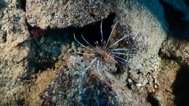 lionfish  underwater searching and patroling rocks for food