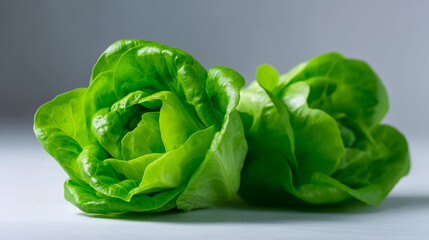 Obraz premium Fresh green lettuce heads with vibrant leaves isolated on neutral background