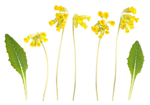 Stems, flowers and leaves of the true primrose