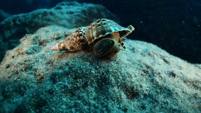 Trumpet triton ,Charonia tritonis, underwater moving