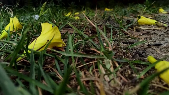 Ground level view of fallen yellow oleander flowers scattered on green grass