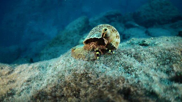 Trumpet triton ,Charonia tritonis, underwater moving