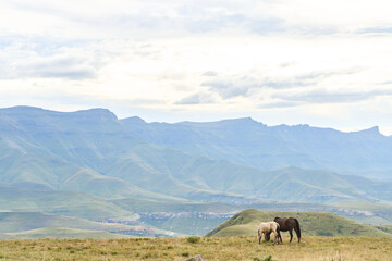 Naklejka premium Two Horses Grazing On Mountain Grassland Drakensberg South Africa, Rolling Hills And Distant Ridges, Soft