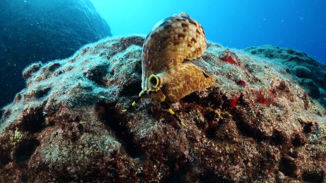 Trumpet triton ,Charonia tritonis, underwater moving