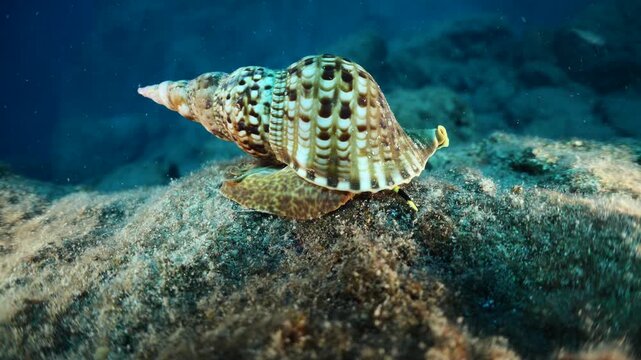 Trumpet triton ,Charonia tritonis, underwater moving