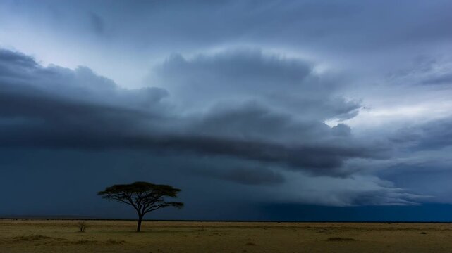 Time lapse static shot of solitary acacia tree struck by lightning under advancing storm clouds over open savanna plain at evening