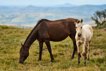 Obraz premium Two Horses Grazing On Mountain Grassland Drakensberg South Africa, Rolling Hills And Distant Ridges, Soft