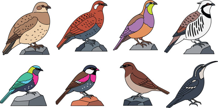 Exotic Ground Bird Collection with Quail Partridge and Chukar Species on Rocks