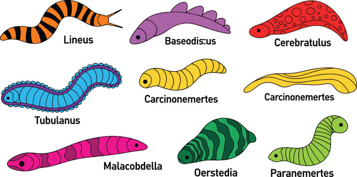 Marine Ribbon Worm Collection with Lineus Tubulanus and Various Nemertea Species
