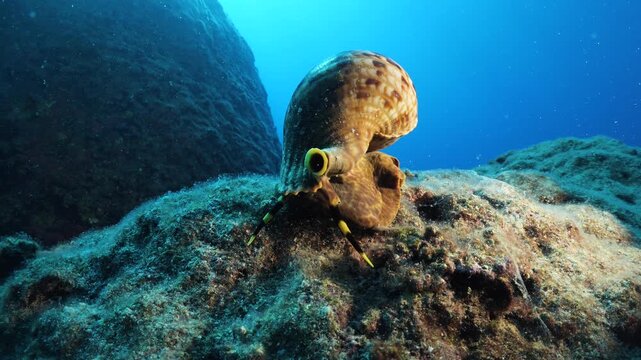 Trumpet triton ,Charonia tritonis, underwater moving