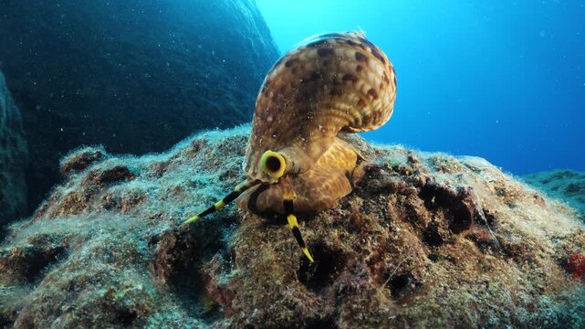 Trumpet triton ,Charonia tritonis, underwater moving